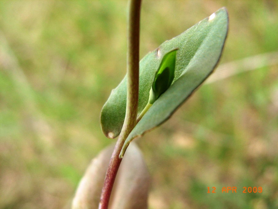 Thlaspi sp.